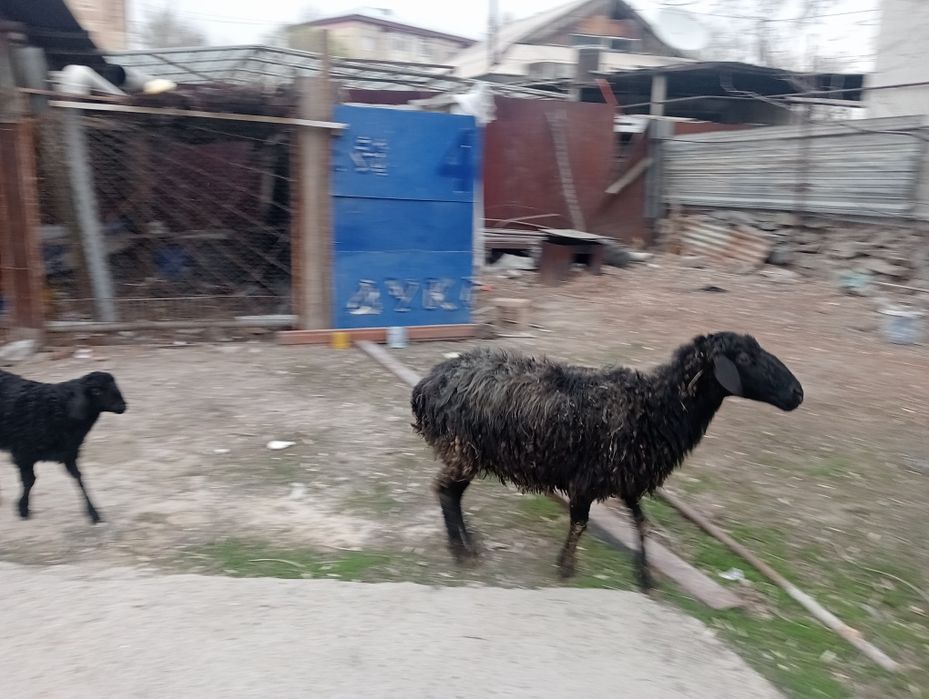 Қозы Қой , баран