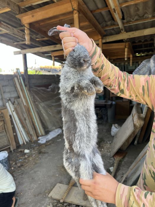 Срочно продам кролика!