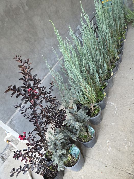 Ёл. Йел Полша Привазной. Ийонимус аурера. Кипарис