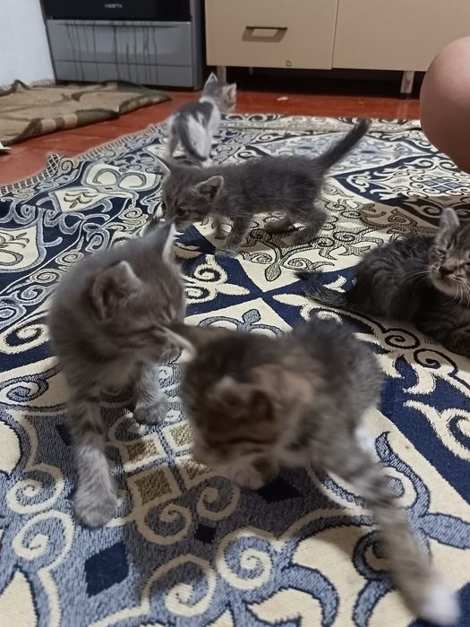 Кошка  бесплатно