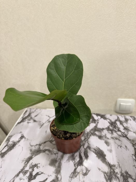 Фикус лировидный