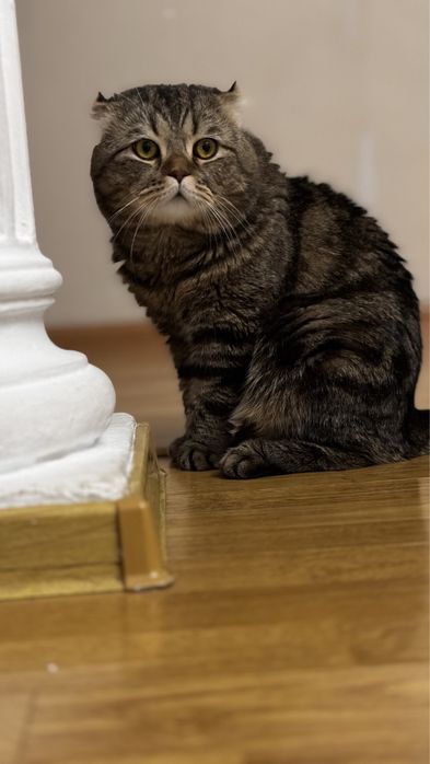 Кота в хорошие руки