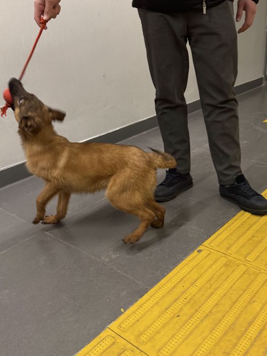 Щенок белгийский малинуа