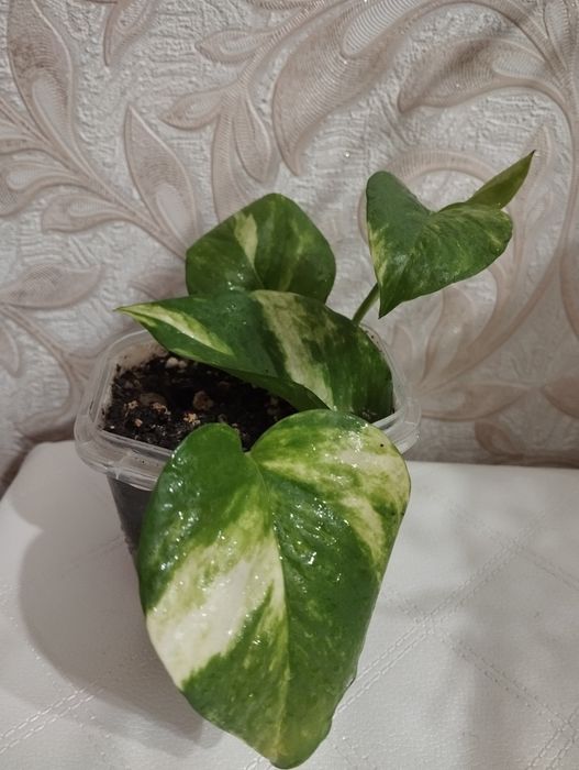 Продам Сциндапсус