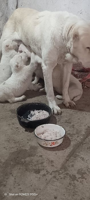 Продаю щинят алабая