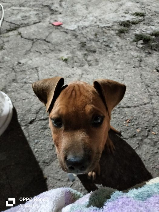 Щенок амстафф 3 мецяса прививки  есть