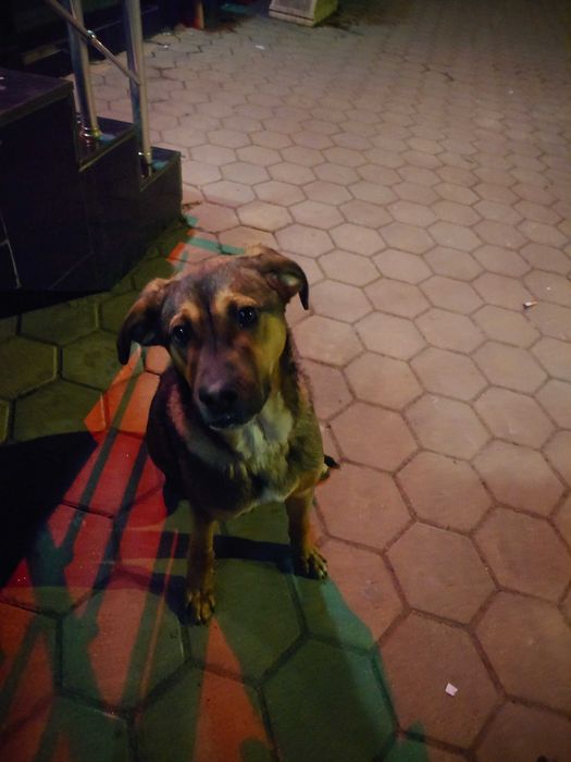 Подаряваме кученце