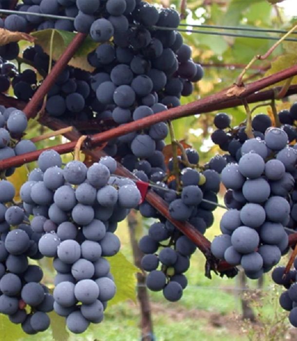 Butasi de capsunica de vanzare