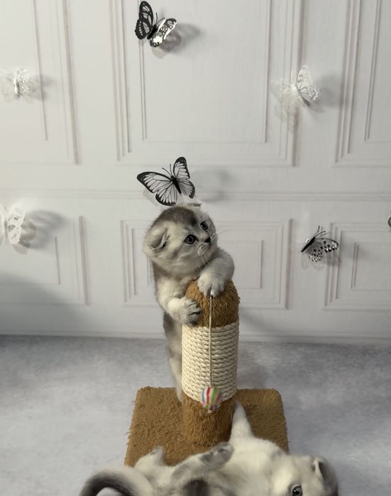 Продаются котята  вислоухие