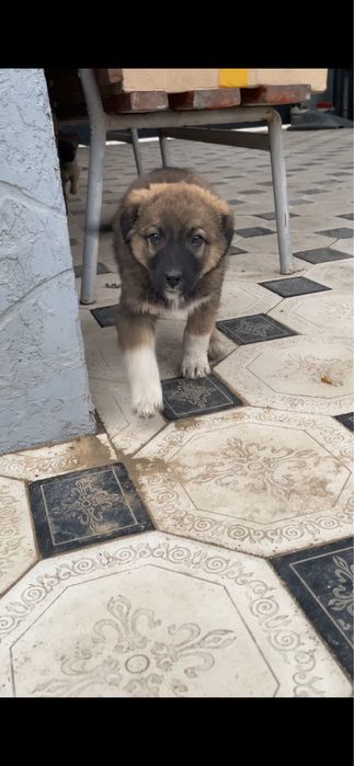 Отдам щенят в добрые руки