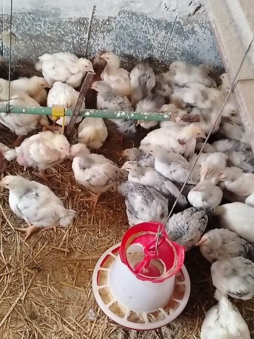 CURCANI ȘI Pui Rasa Mixta