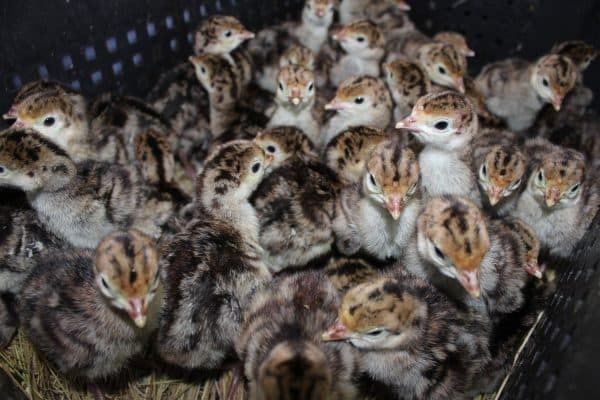 Индюк  . Индюшата . Күркетауық  .