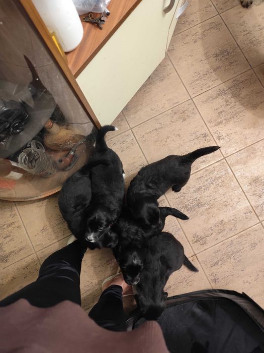 Подаряват се на грижовни стопани!