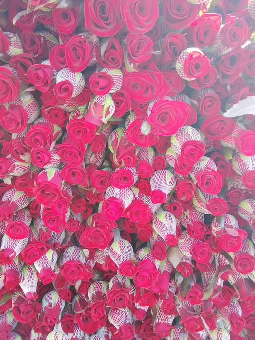 Роза оптом бағада чёрная магия сорты