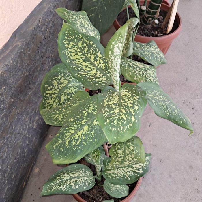 Домашние цветы Мырзакент