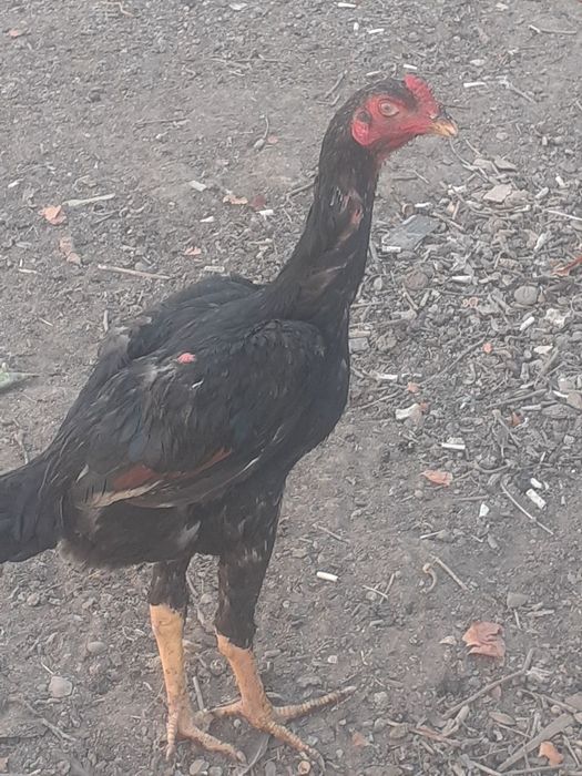 Цыплята  о шамо на Юнусобаде