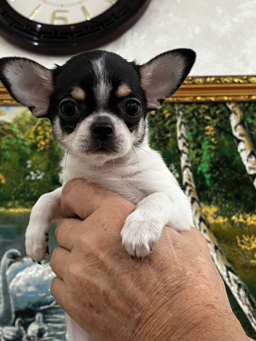 Милые щеночки чихуахуа