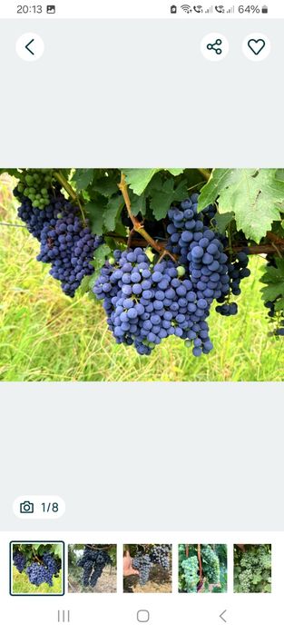 Merlot de calitate superioara direct din vie