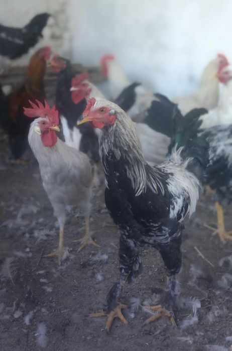 Продаются петухи