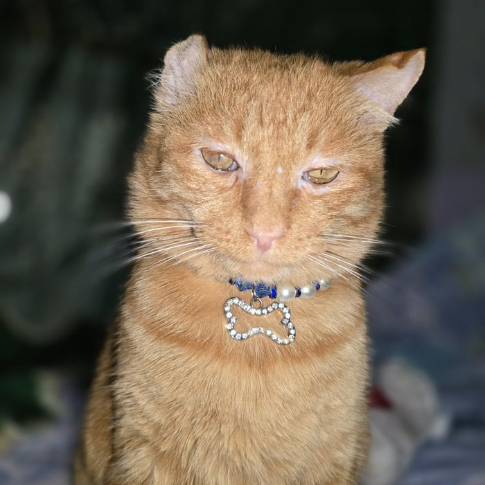 Санни ждёт семью. Кастрат. Привит