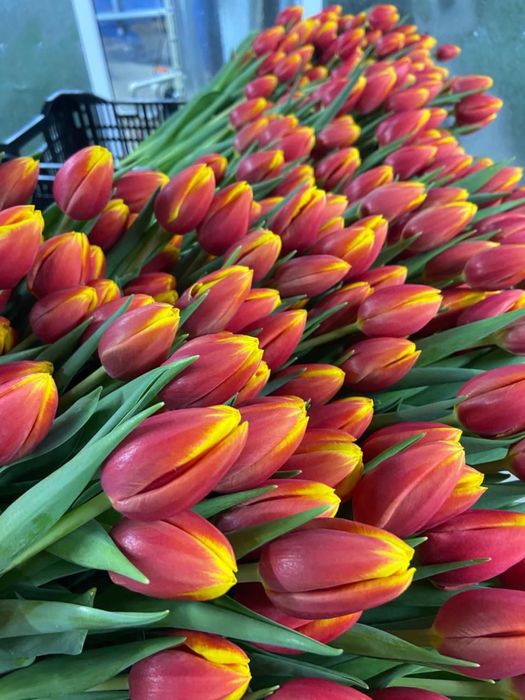 Тюльпаны оптом и в розницу