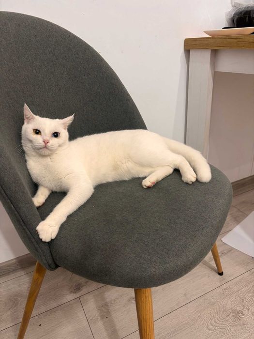 Ofer pisica alba spre adoptie!