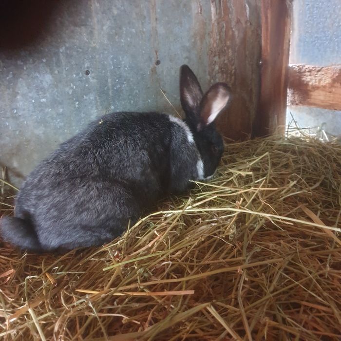 Vind iepuri rasa mixtä 100 lei buc