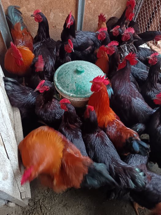 Vând cocoși new hampshire și Rhode island