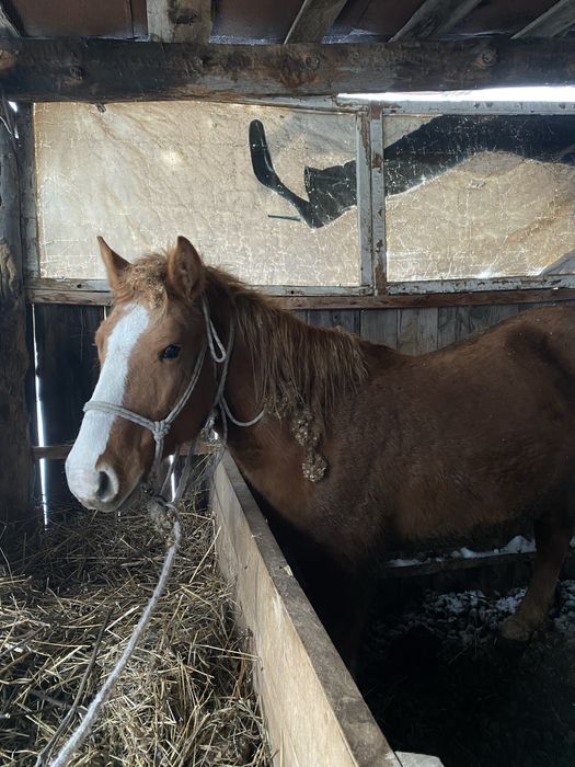 Продам кобылу. Бие сатамын