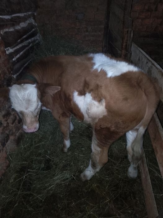 Vând mascul bălțastă două luni jumate