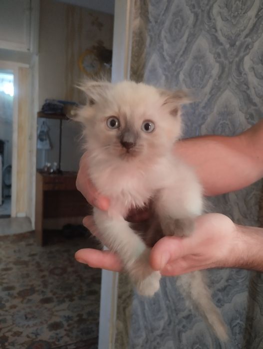 Котик породистый