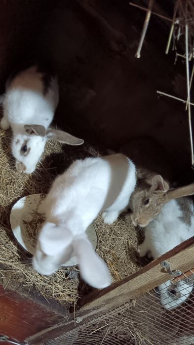 Продам кроликов домашние