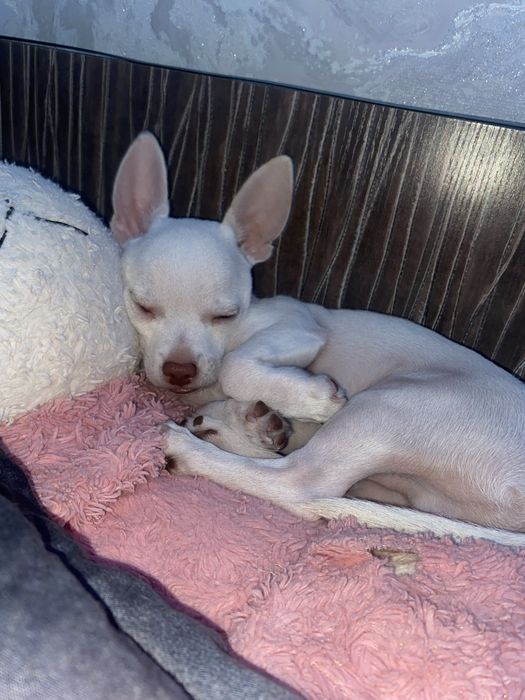 Чихуахуа мини кабель на оплодотворение