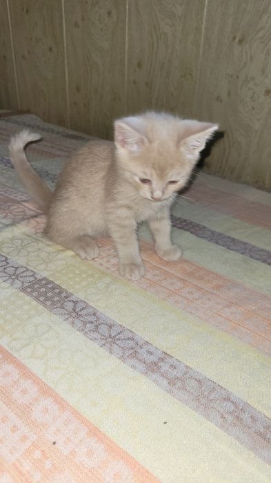 Котята в добрые ответственные руки