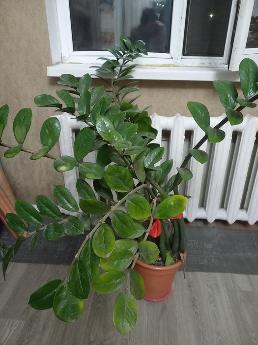 Продам долларовое дерево