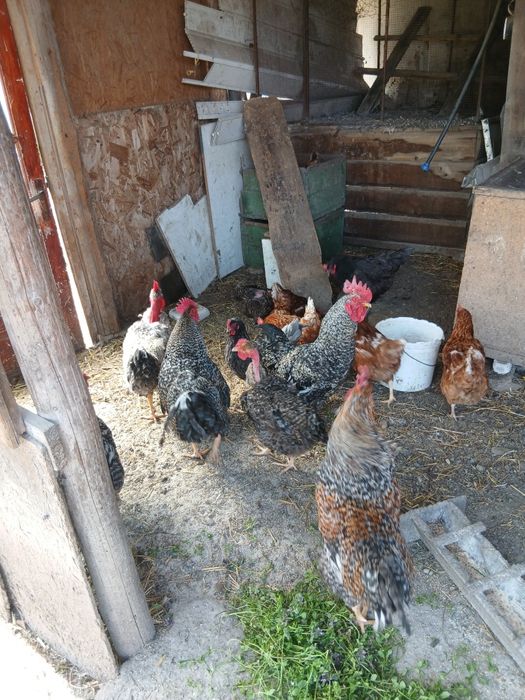 Cocoși de casă   .