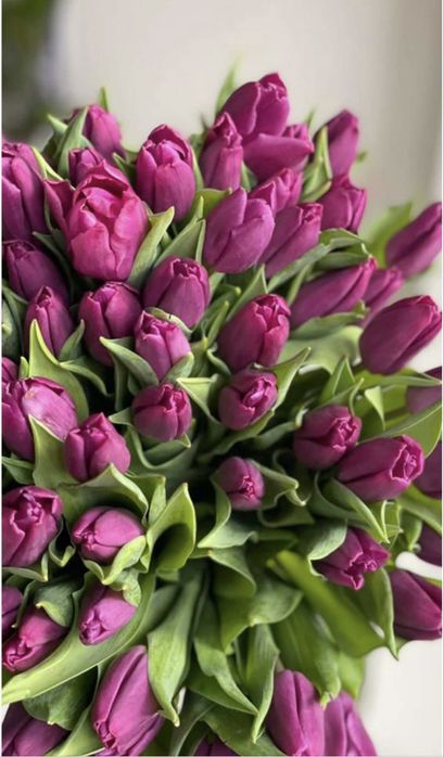 Продаю тюльпаны отп и розница