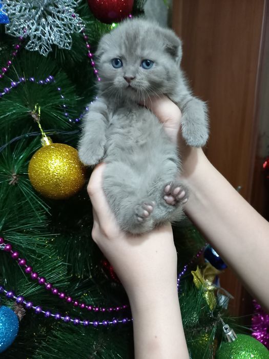 Продаются шикарные котята