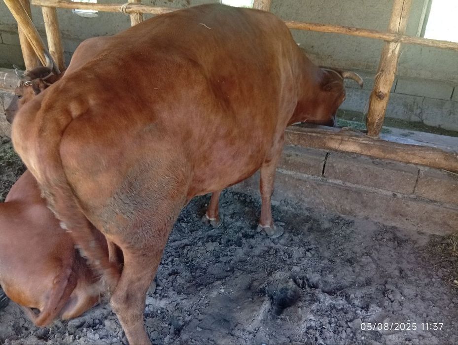 4 ta Boqilgan mol sotiladi