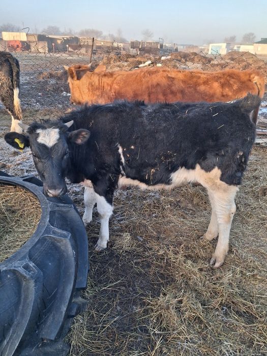 Продам КРС прдсосные коровы с  телятами