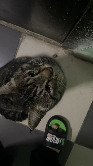 кот красавчик бесплатно