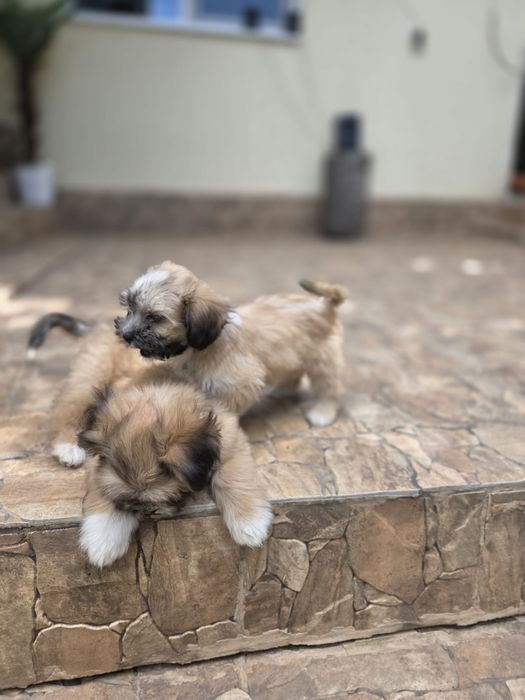 Căței Shih Tzu  de vânzare