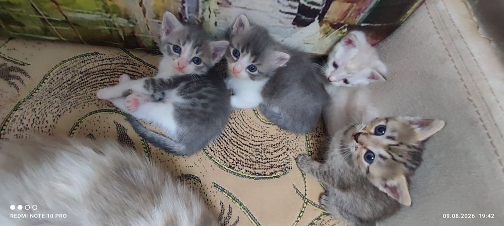 Отдам котят в добрые руки