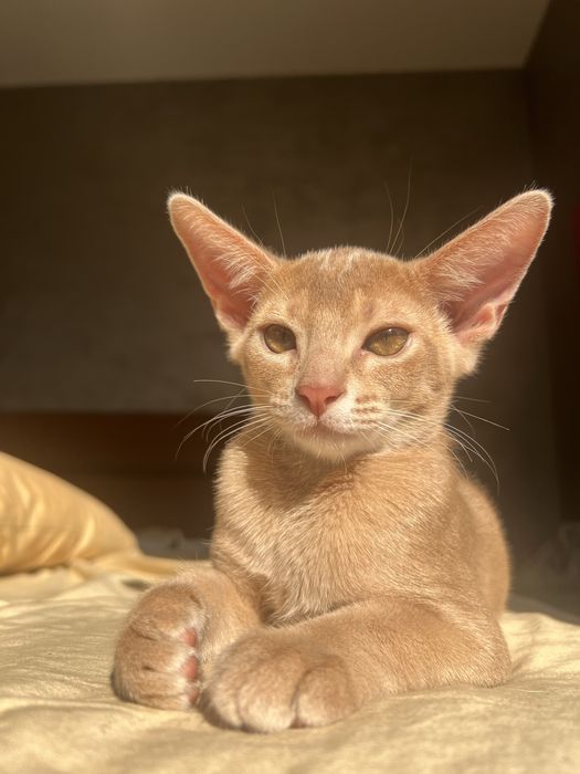 Абисинско котенце