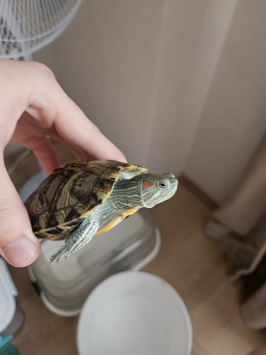 Продаю 2 красноухих черепах