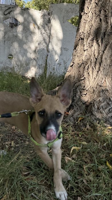 Бонифаций ищет дом