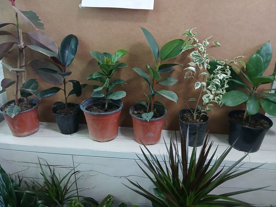 Фикусы разные виды