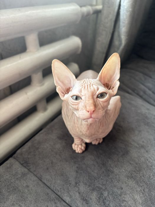 Канадский сфинкс