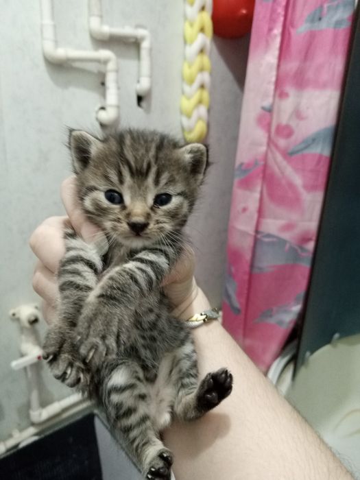 мушукчалар 1 ярим ойлик хадияга берилади сергили янги хаёт район