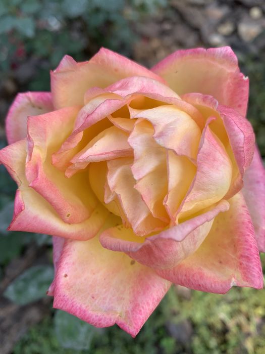 Цветы садовые разные многолетнии